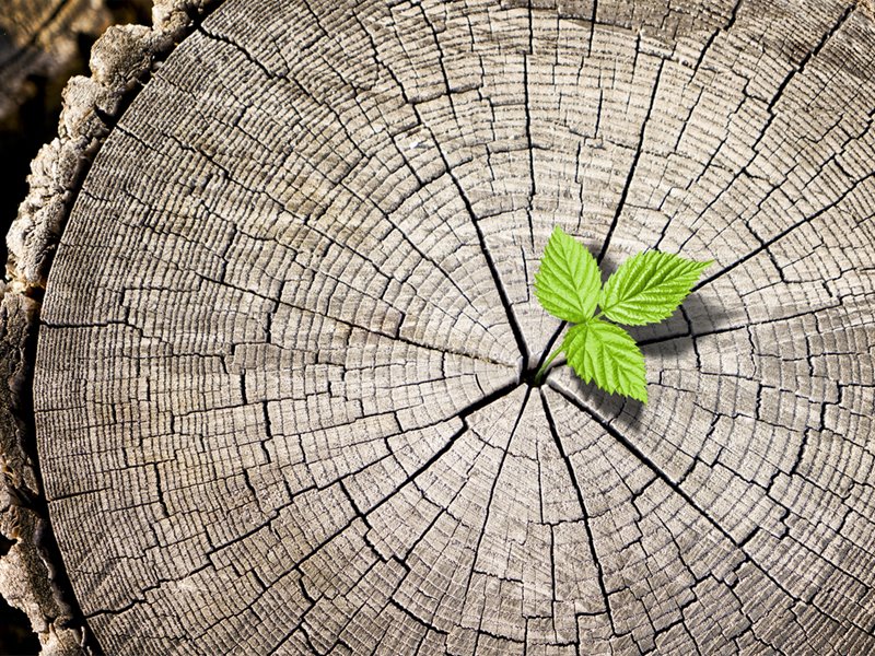 Leaf and Tree Stump Photo