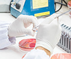 Researcher using petrea dishes