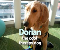 Dorian the facility dog