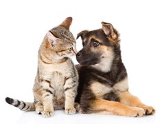A Cat and Dog Touching Noses