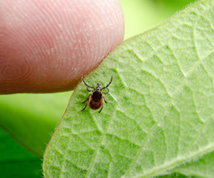 Lyme Disease is on the Rise in the U.S.
