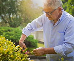 Man trimming hedges